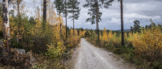 Okänd person i Motala hugger ner nyplanterade träd varje år