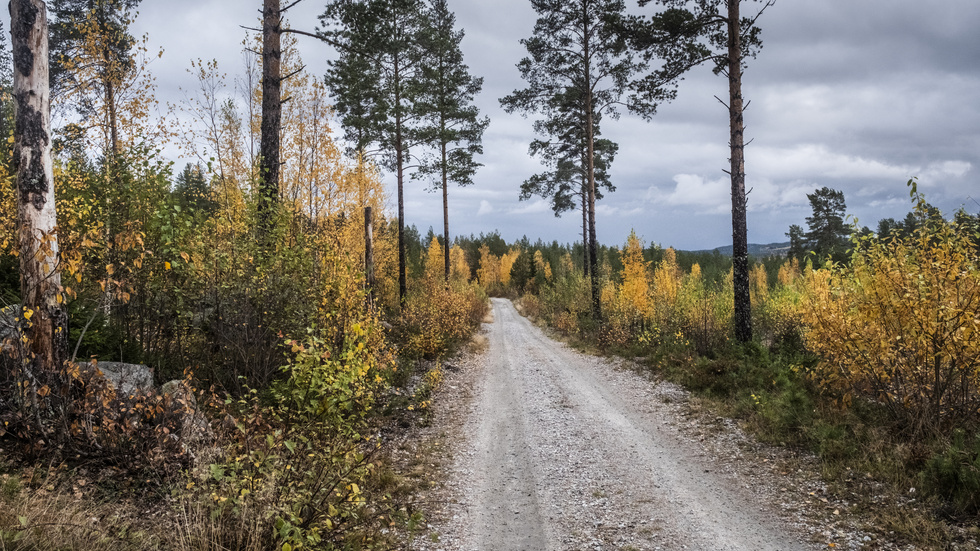 I tio års tid ska en målsägande bosatt norr om Motala ha råkat ut för att någon eller några fäller träd som hen nyligen planterat. (Genrebild).