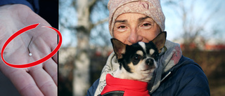 Hundägare varnar: Nålar hittade – ute på promenaden