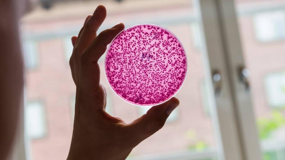 Antibiotikaresistenta bakterier på en odlingsplatta. Arkivbild.