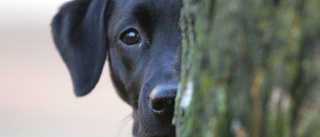 Den är Gotlands populäraste hund