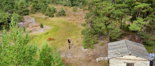 WWF: Ojnareskogen är unikt område