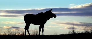 Efterlysning: Död älg på Gotland