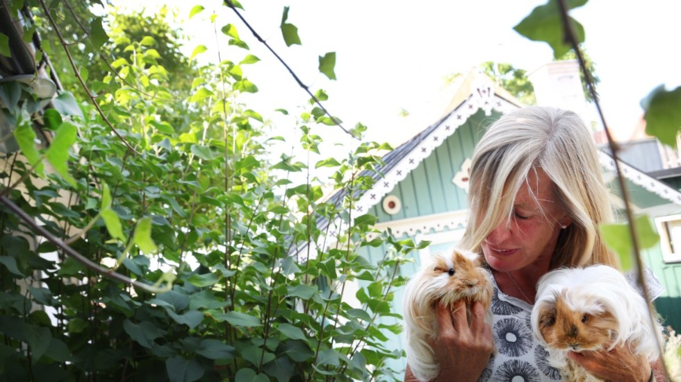 Muffin och Pepsi pendlar i en liten väska mellan Gotland och Stockholm. För Muffin som nu är mycket gammal var sommaren sannolikt hennes sista resa.