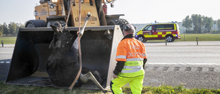 Älg fick avlivas på E4 – kalv på vift stoppade tågen