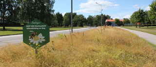 Förslaget: Större stadsängar och lokal blomsterprakt • "Involvera skolbarnen"