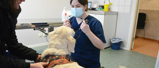 Hårt tryck när Malå fick tillbaka veterinären: ”Vi är överlyckliga”