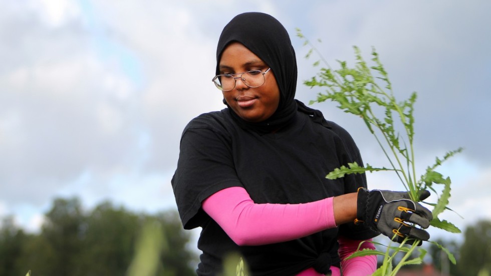 Fadumo Bile siktar på att utbilda sig till civilingenjör. Men att vara ute och jobba på gårdarna passar henne perfekt i sommar. 