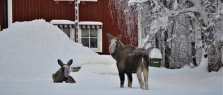 Den lilla älgfamiljen är tillbaka i Jokkmokk