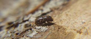 Janstorpsskogens naturreservat förstörs 