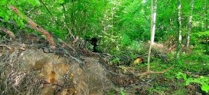 Stormfälld skog oroar föräldrar