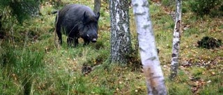 Avskjutningen måste öka kraftigt