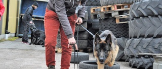 Dog parkour ger roligare promenader och vardagsträning