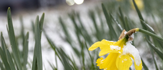 Årets varmaste dag på flera håll – men mer snö är på väg