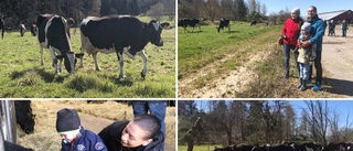 Kosläpp på Dråsa gård lockade besökare i alla åldrar