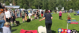 Hundutställning lockade många –  2 000 hundar anmälda