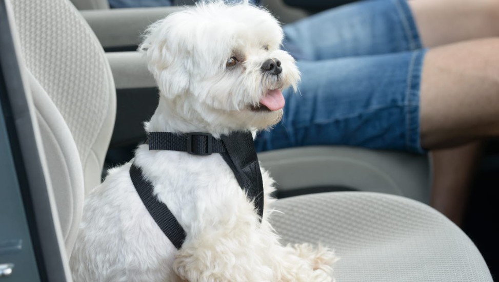 Hundägare har bättre koll än kattägare på lagen men likväl åker närmare var tionde hund osäkrad under bilfärden.