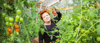 Så kan du maximera din tomatskörd 