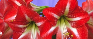 Opp amaryllis!