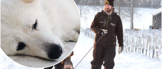 Wallers djurpensionat i Burträsk har hand om hunden Dena i väntan på avlivning • Carl-Johan Waller: ”Ett unikt fall – en jättetrevlig hund”