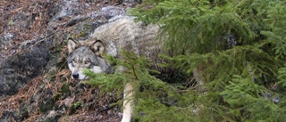 Fyndet i den skjutna vargens mage: 4,4 kilo svart katt