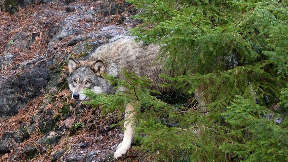 Dna-prover från den skjutna vargen har skickats till Statens veterinärmedicinska anstalt för analys. Resultatet väntas dröja några veckor, enligt länsstyrelsens handläggare. Vargen på bilden har inget med artikeln att göra. Arkivbild.