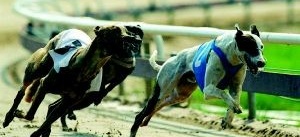 Greyhoundracing på Kråkvilan - om Vargarna får som de vill