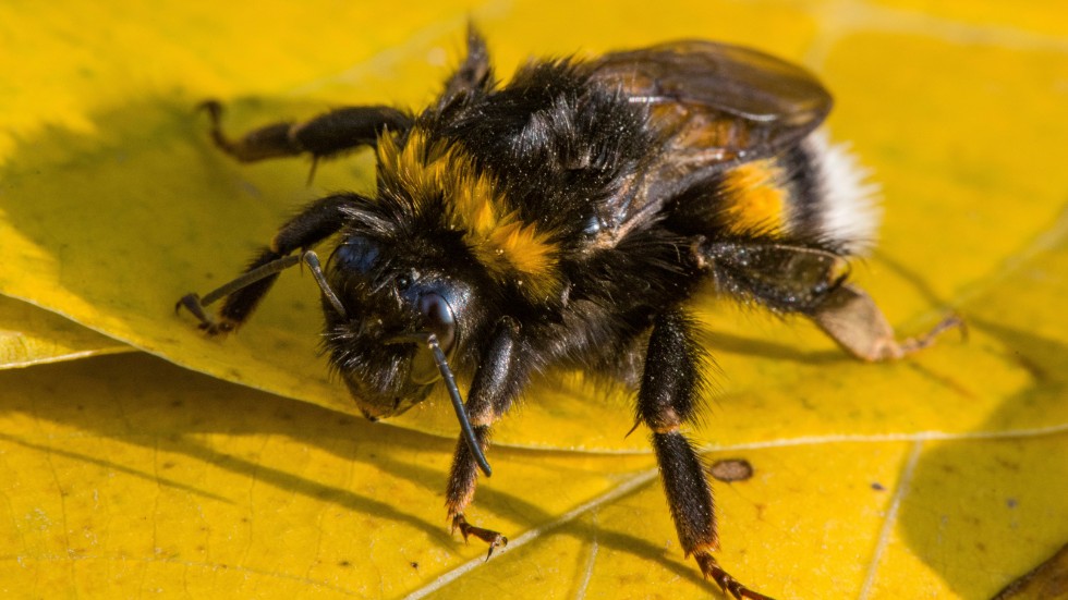 Värmeböljorna är besvärliga för humlorna och det påverkar även pollineringen av grödor. Arkivbild.