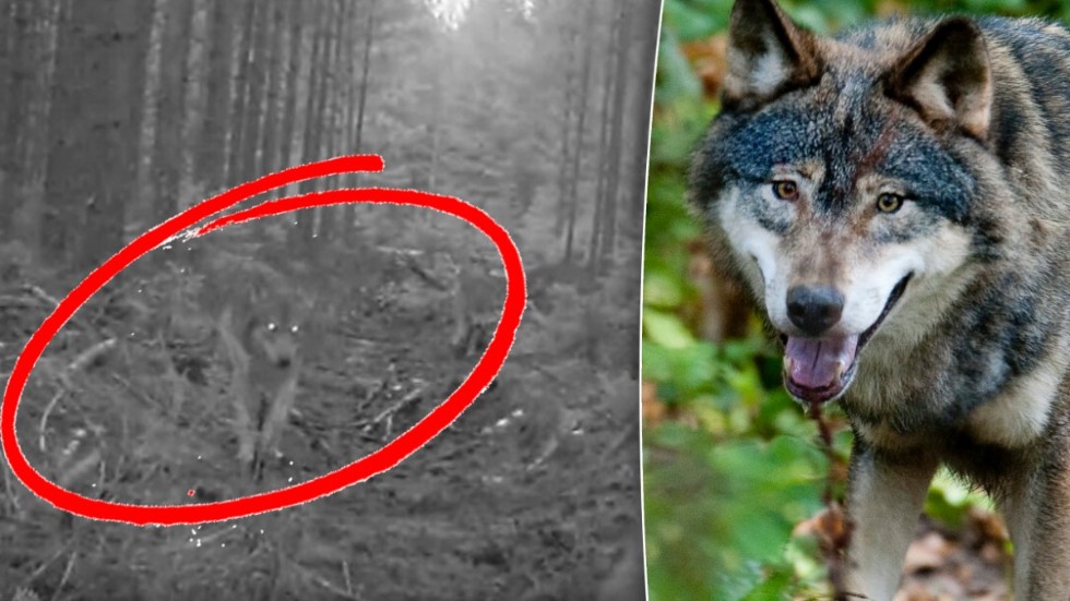 Till vänster en av vargarna i Siggeforareviret som fångats på bild på länsstyrelsens kameror. Vargen till höger är fotad i ett annat sammanhang.