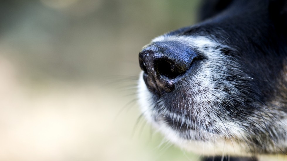 Hunden som omhändertagits var mager och hade varit utsatt för lidande i flera månader enligt ett veterinärutlåtande. (Hunden på bilden har inget med textens innehåll att göra.)