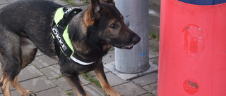 "Ökke" är Sveriges bästa hund – gjorde succé i Luleå