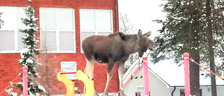 Hälge i parken                