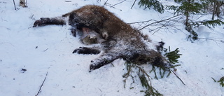 Hittade döda kroppar och slaktavfall vid väg