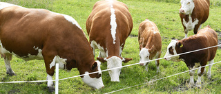 Den nya riksdagen bör införa miljöskatter på kött