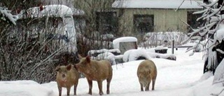 Grisar på rymmen orsakar grannfejd