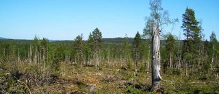 Naturvärden hotas i skogsbrukets spår