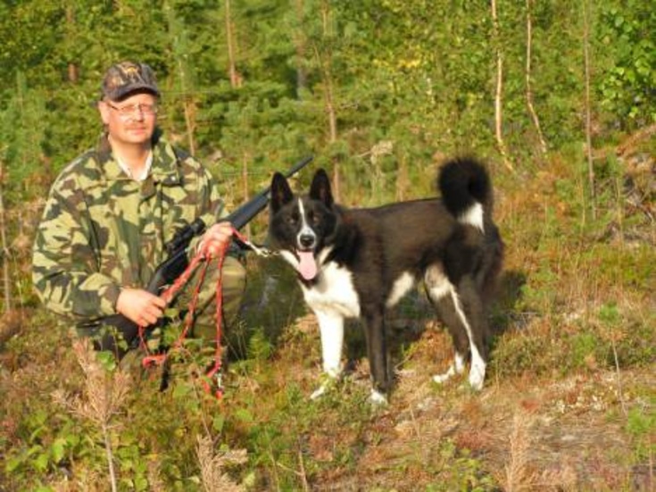 Birger Backebjörk sköt länets första björn förra året. I år har han även med sig karelska björnhunden Sami på björnjakten.