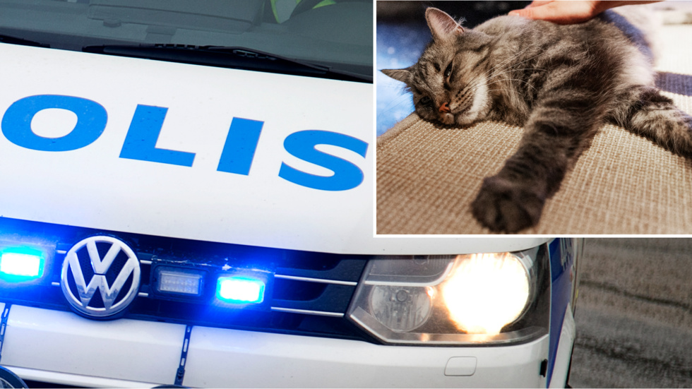 Hos veterinären upptäcktes två skott från ett luftgevär. Bilden är en genrebild och visar inte katten som sköts.