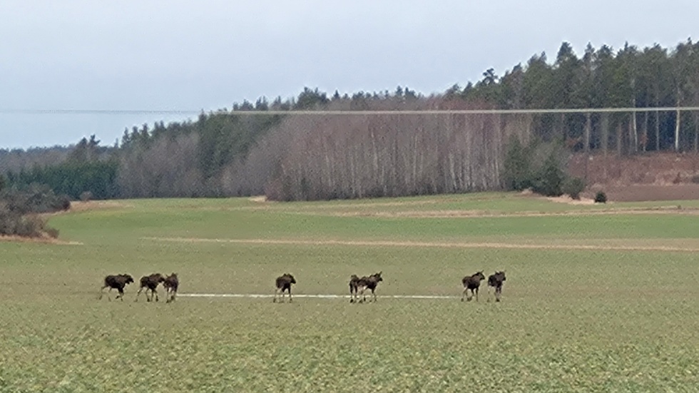 På onsdagen sågs nio älgar i Jäder utanför Eskilstuna.