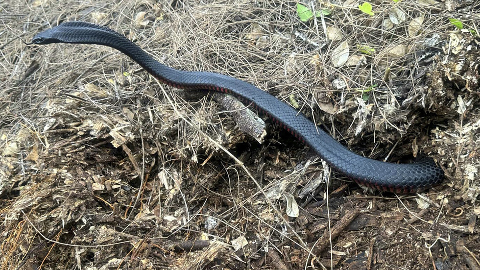 En av de 102 rödbukiga svarta ormarna som hittades i en kompost i en trädgård i Sydney.