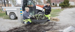 Blomplantering vältes i Stadsparken