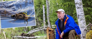 Här dyker naturens egen skogsvårdare upp