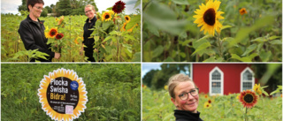 Systrarnas solrosodling växer • Självplock för Barncancerfonden i både Fole och Visby