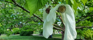 PRO Hemseorten besökte Botaniska trädgården