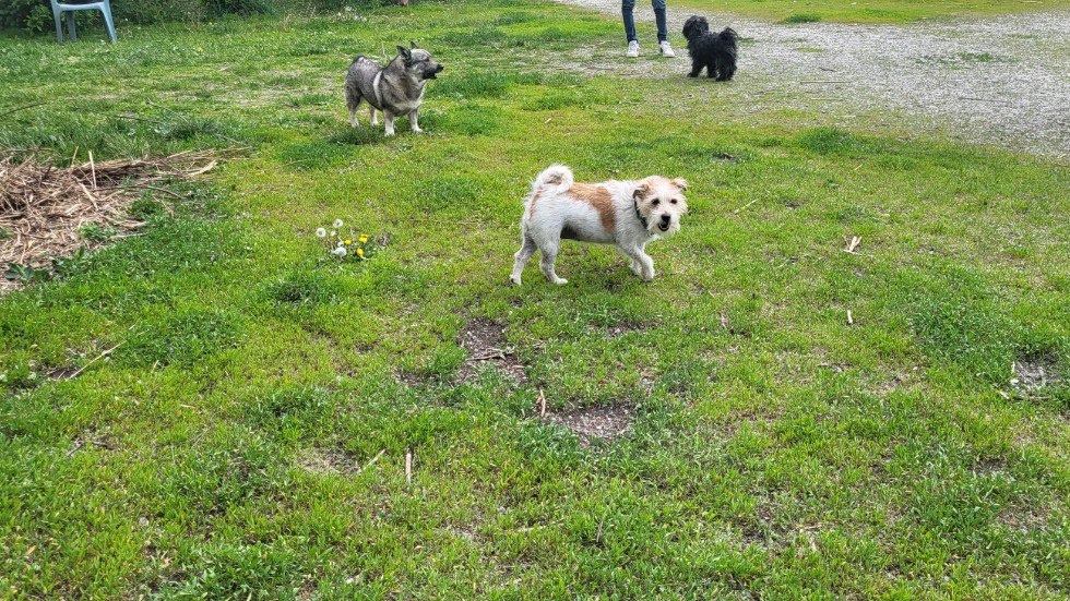 Hundar på besök i hundrastgården. Elsa, närmast kameran, är en 12-årig Jack Russell och den svarta Benson har fyllt13 år och är en shitzu/powderpuff. Nicodemus, till vänster, är en 4-årig östgötaspets.