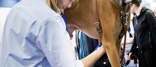 Då öppnar veterinärkliniken igen