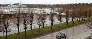 Fridlysta grodor får flyttas för batterifabrik