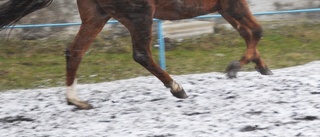 Stora brister på hästgård – stod i boxar i flera dagar