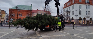 Här kommer granen till Stora Torget - så hög är den i år 