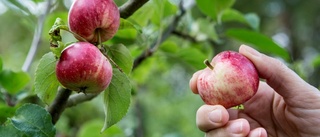 Lätt att plocka den frukten